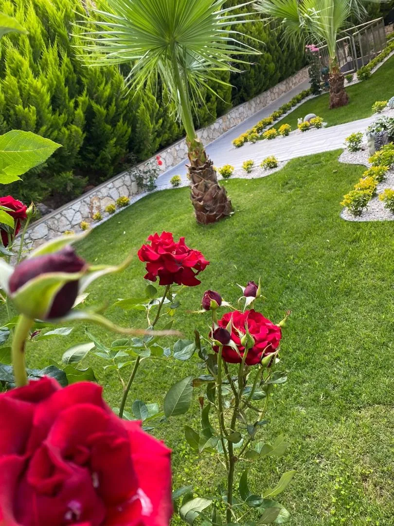 Villa Ali S